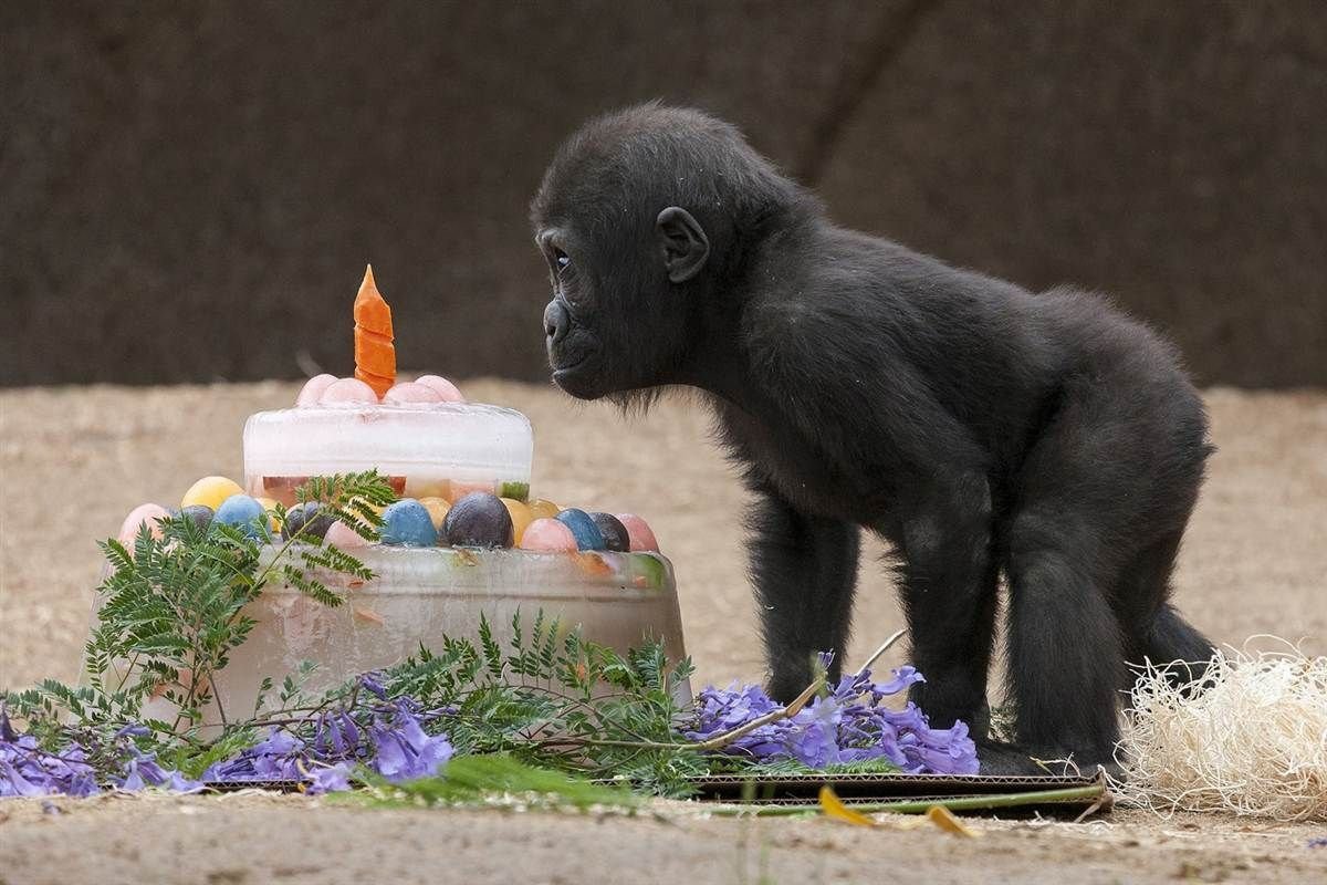 Звери на дне рождении. С днем рождения обезьяна. С днём рождения обезьянка. Обезьяна поздравляет с днем рождения. Обезьянка на дне рождении.