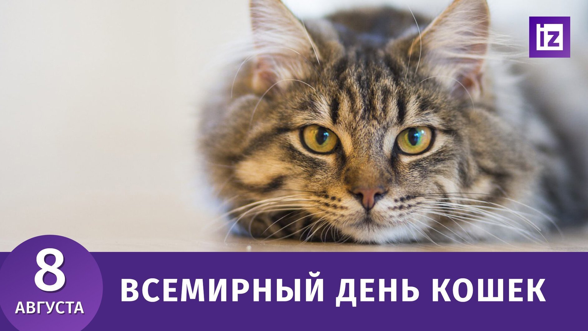 День котиков в россии. Всемирный день кошек. Всемирный день кошек 8 августа. Всемирный день кошек 2021 8 августа.