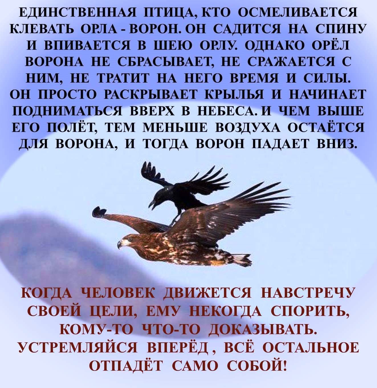 Стихотворение про орлов. Притча про орла и ворона. Орел и ворон притча. Притча об Орле и вороне. Притча про орла.