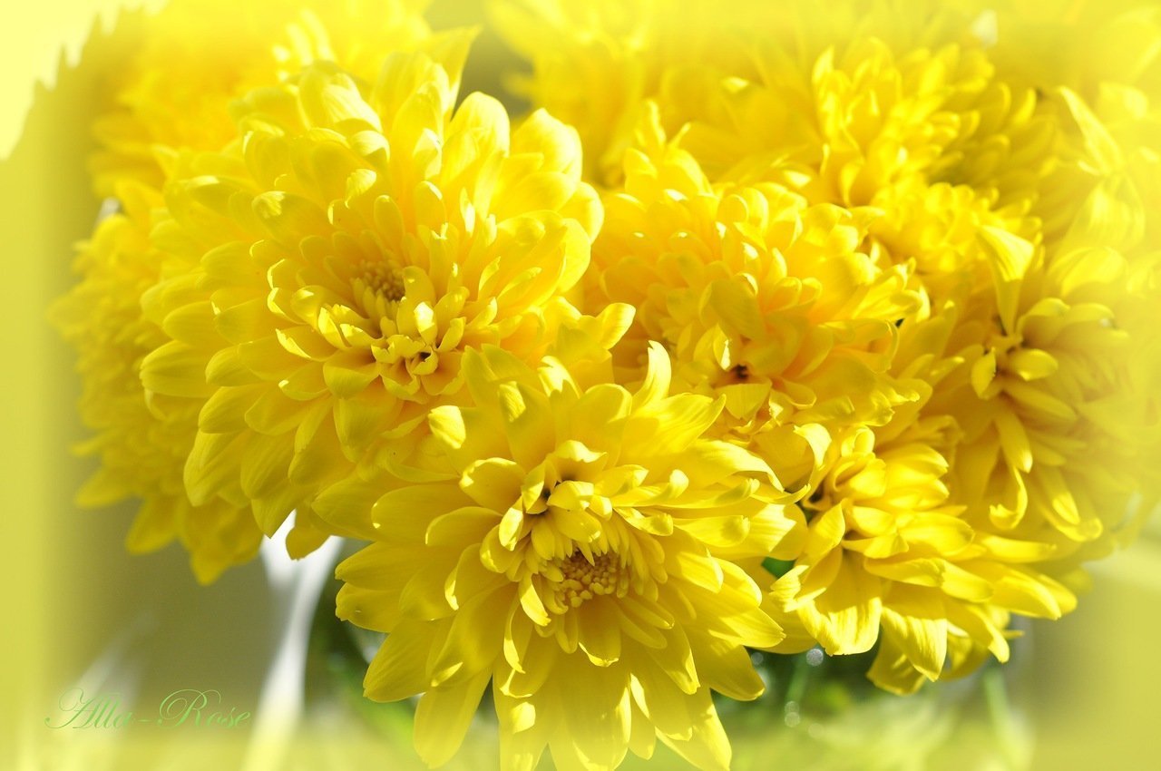 Открытки день хризантемы. Цветы желтые хризантемы. День хризантемы 2 сентября. Жёлтая Хризантема Акация.