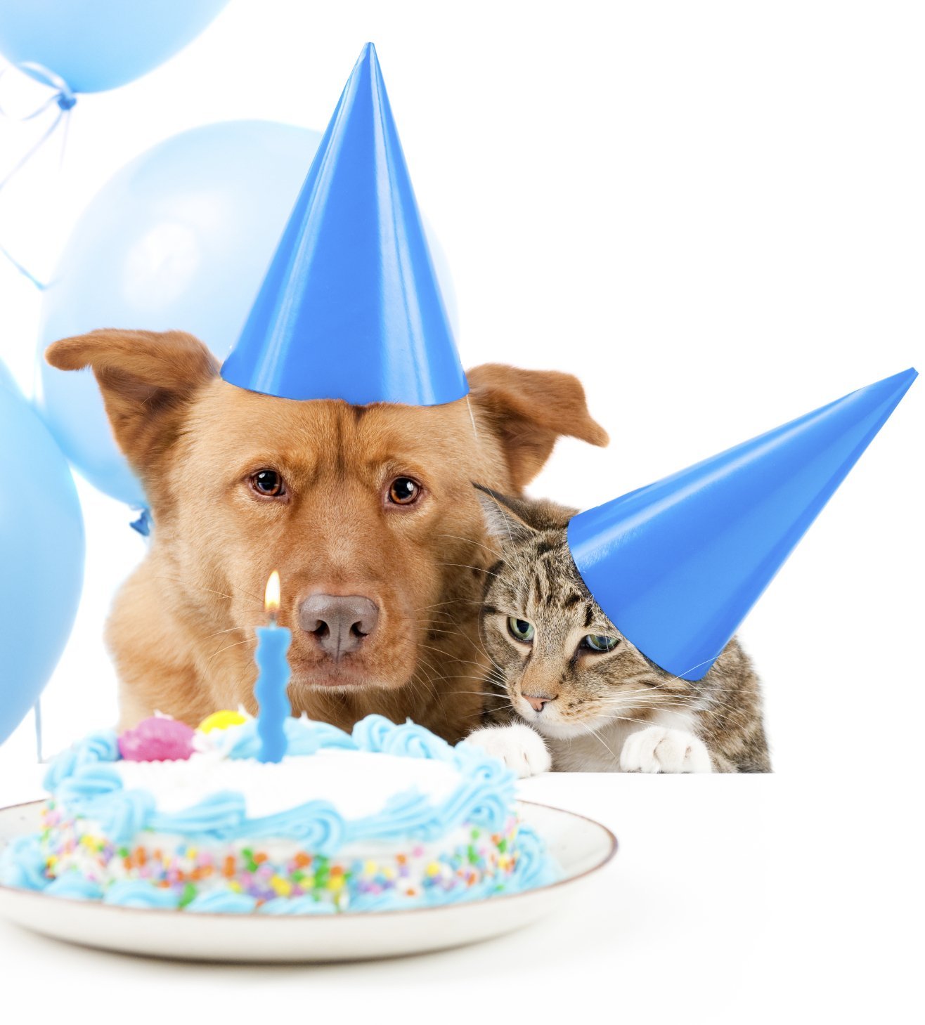 Сообщество поздравления. Поздравление ветеринару с днем рождения. С днем рождения животные. Поздравления с днём рождения с собаками. Животные поздравляют с днем рождения.