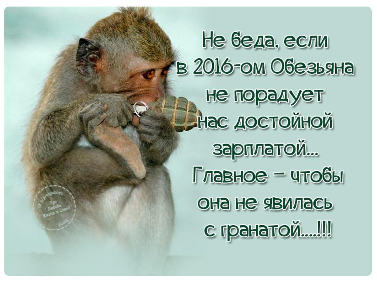 Всемирный день обезьян