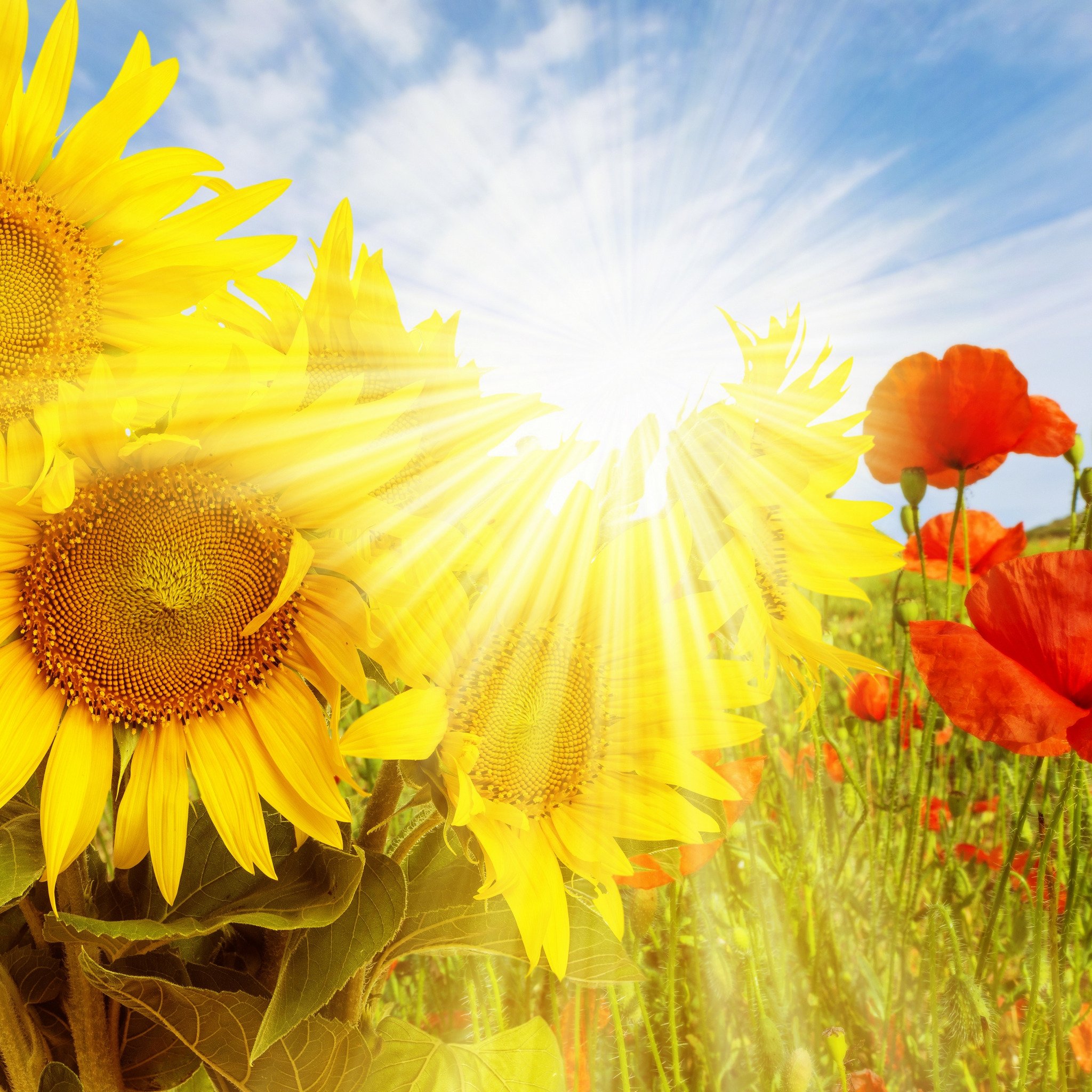 День наполненный солнцем. Подсолнух и солнце. Цветы и солнце. Солнечный цветок. Яркие солнечные цветы.