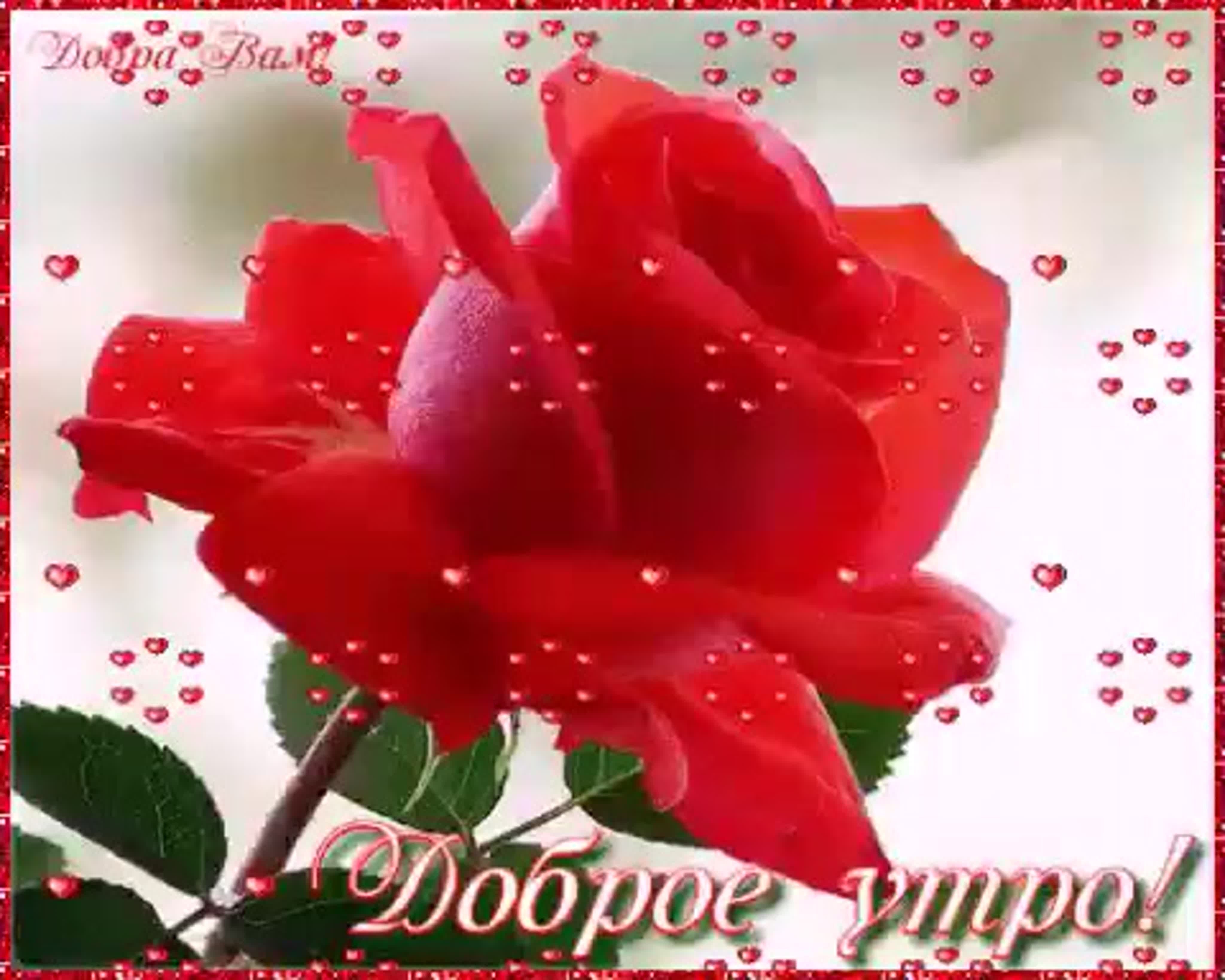 Добрый день цветы любимой. Открытки хорошего дня с розами. Открытки доброе утро с цветами. Доброе утро розы. Хорошего дня розы.