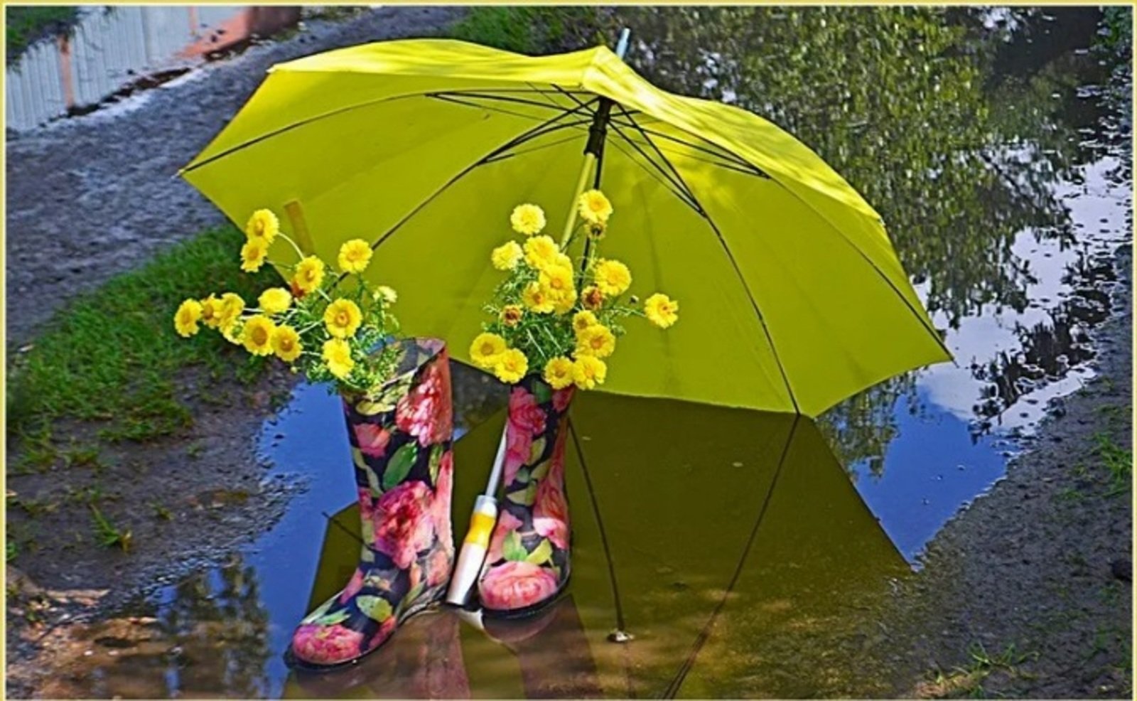 Одолжил ей зонтик. Летний зонтик. Красивые зонтики. Растение зонтик. Цветы в зонтике.