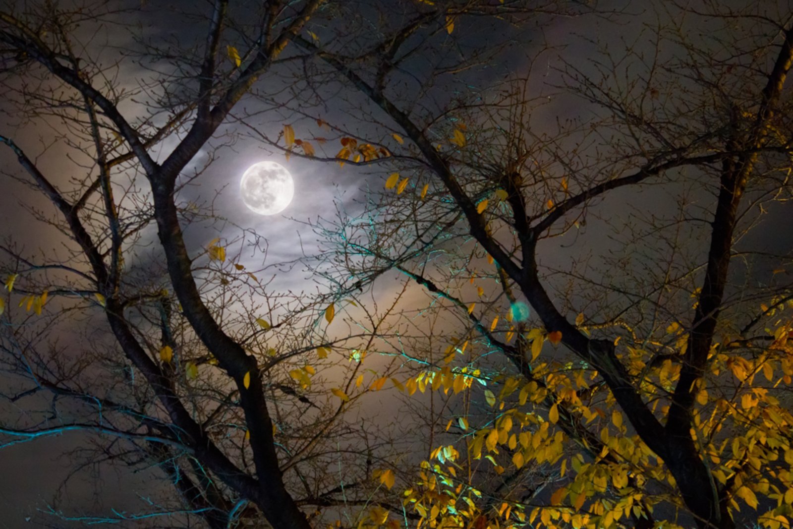 Бывают осенние ночи. Осенняя ночь. Поздняя осень ночь. Ноябрь ночь. Осенняя Луна.