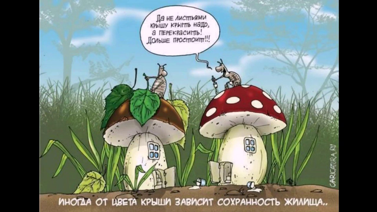 Кто куда а я за грибами 2024. Грибы прикол. Приколы про грибников. Анекдоты про грибы в картинках. Смешные шутки про грибы.