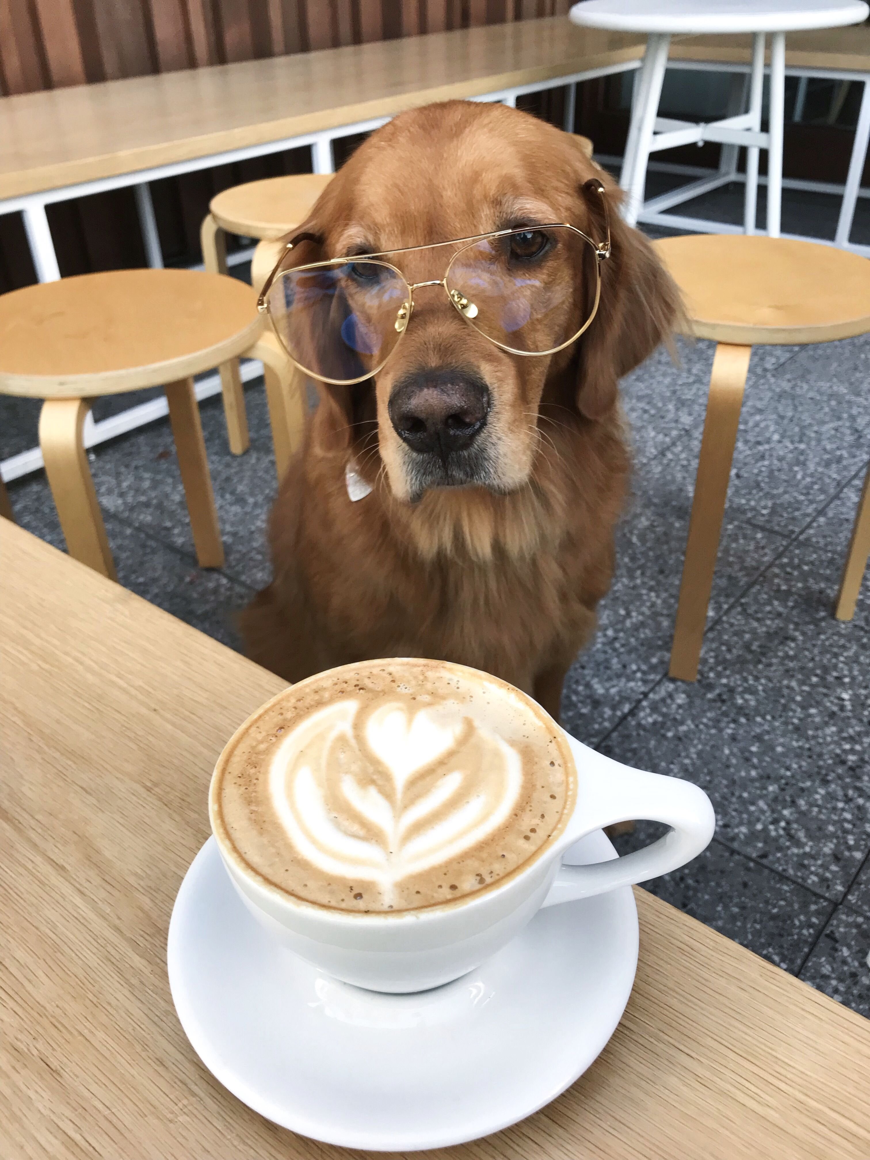 Картинка утро собака. Доброе утро собаки. Собачка с кофе. Кофе и животные. Доброе утро кофе пес.