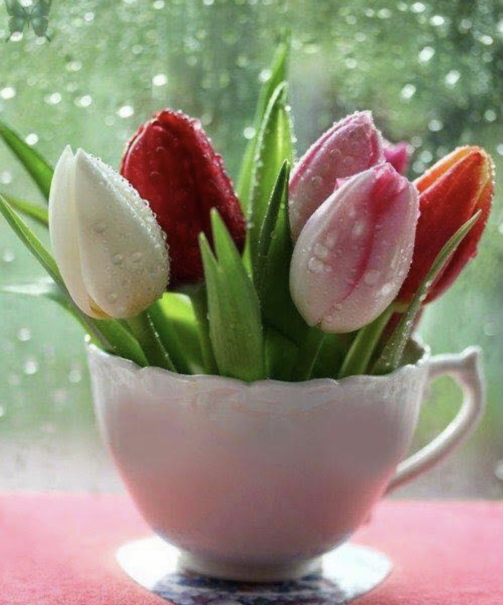 Доброе утро тюльпаны