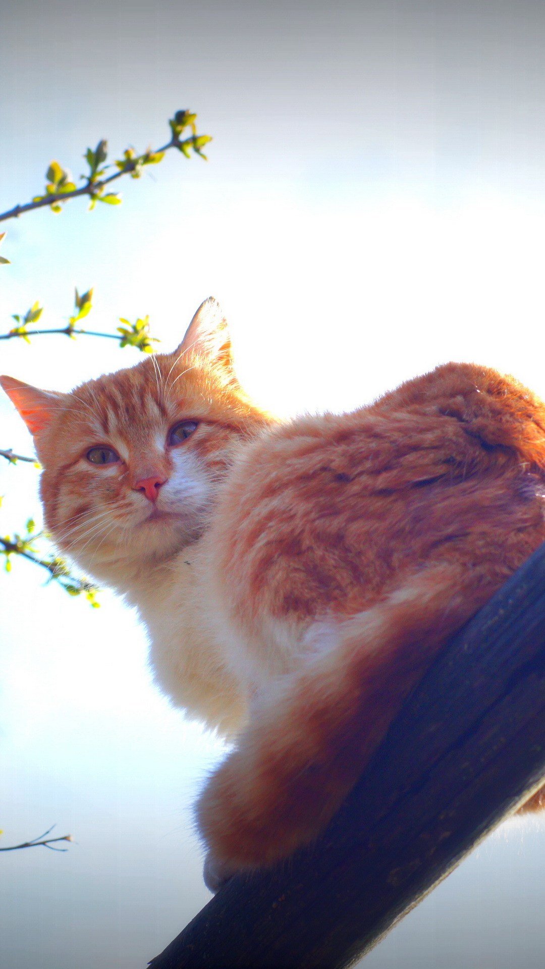 Котик на солнце