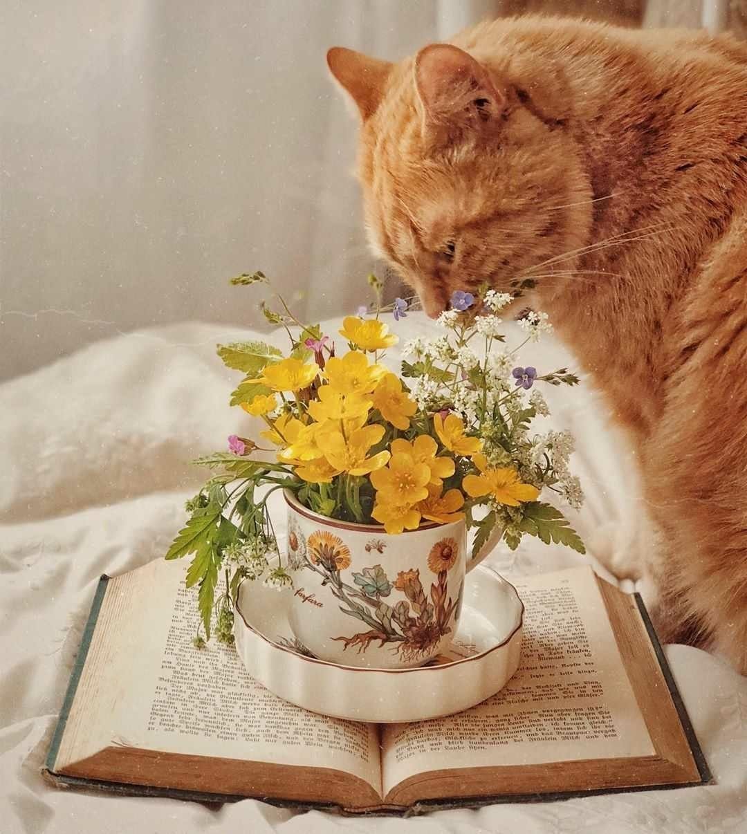 Cat aesthetic Flowers