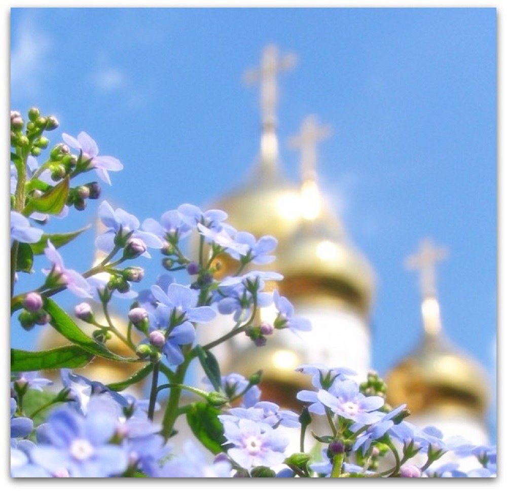 Цветы на фоне храма. Православные цветы. Божьего благословения и помощи. Богородичен воскресный