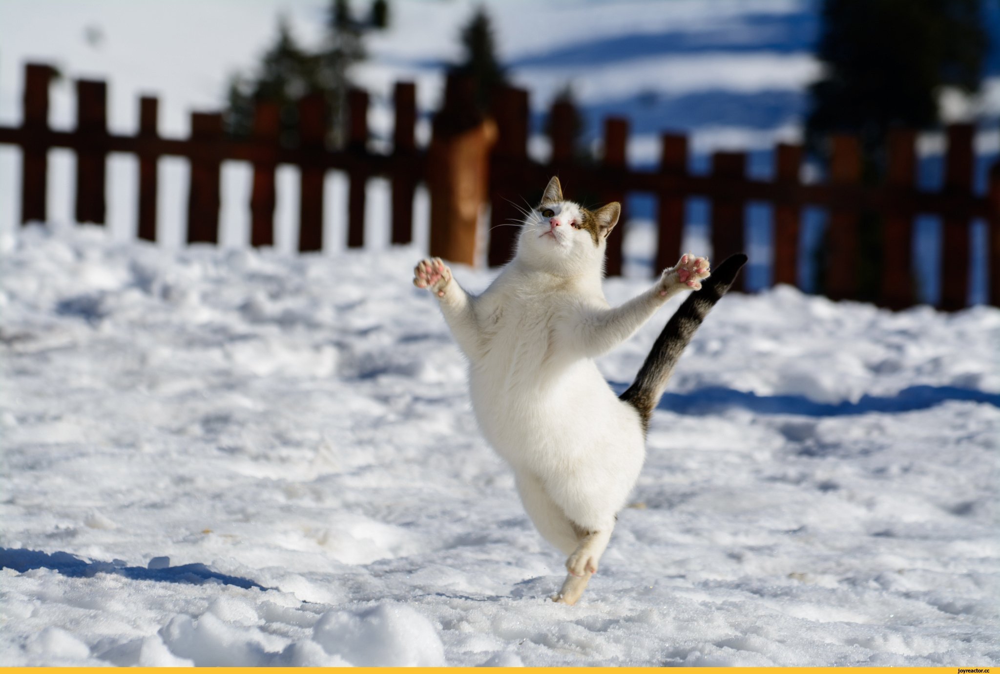 Зима картинки весело. Радость зимой. Мартовский кот. Кот радуется весне. Коты радуются весне.