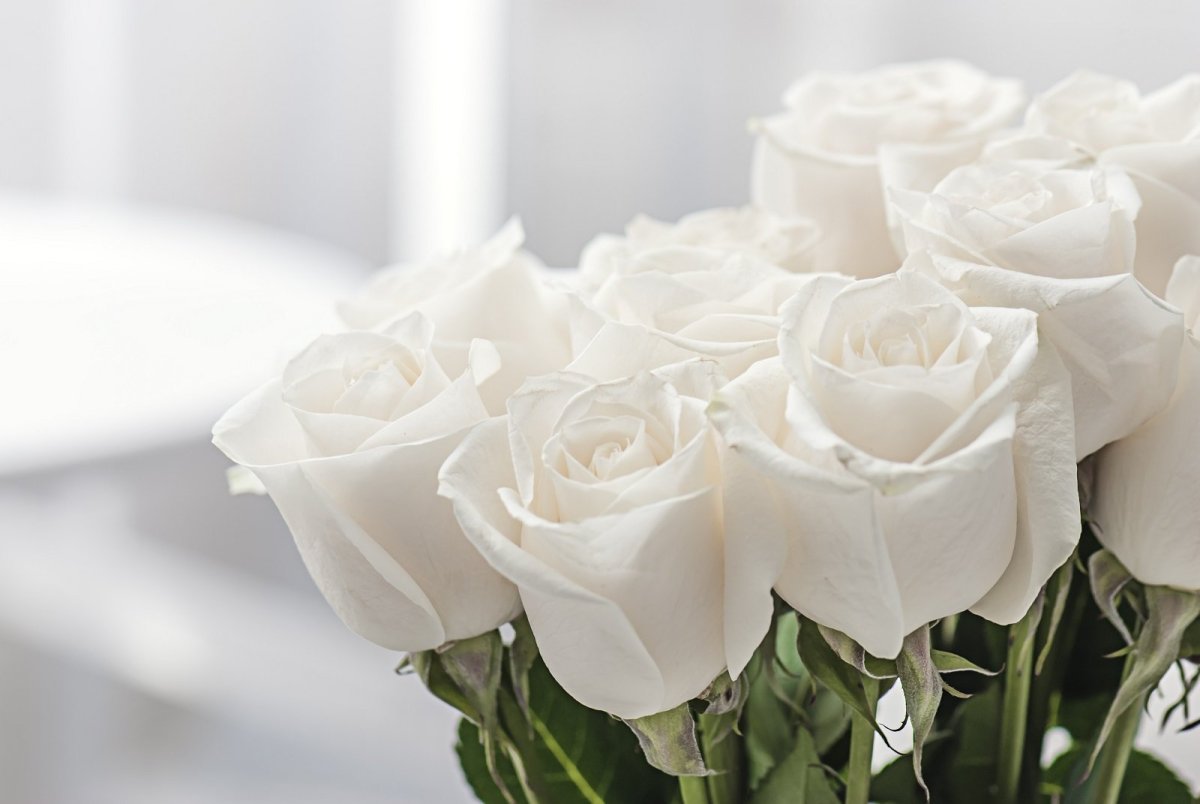Хорошего дня белые розы