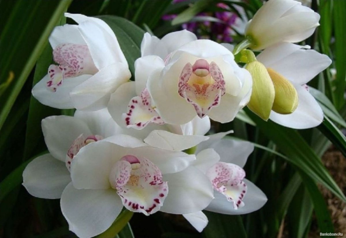 Орхидея Виктория