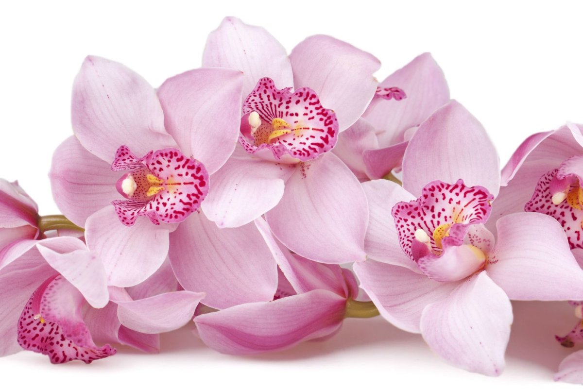 Орхидея нежно розовая