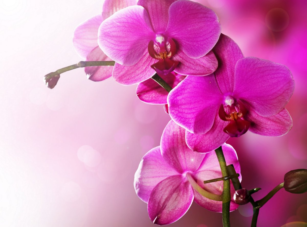 Визитки с орхидеей