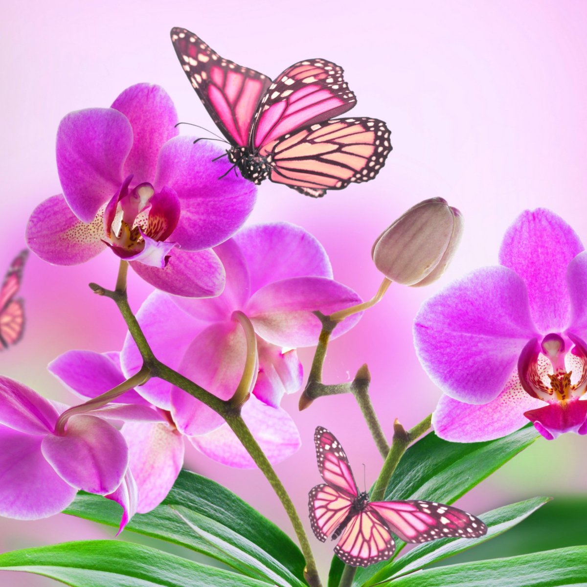 Тигрис бабочка Орхидея