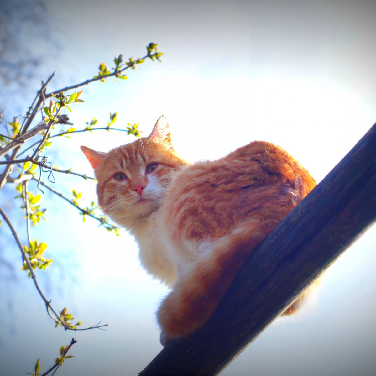 Котик на солнце