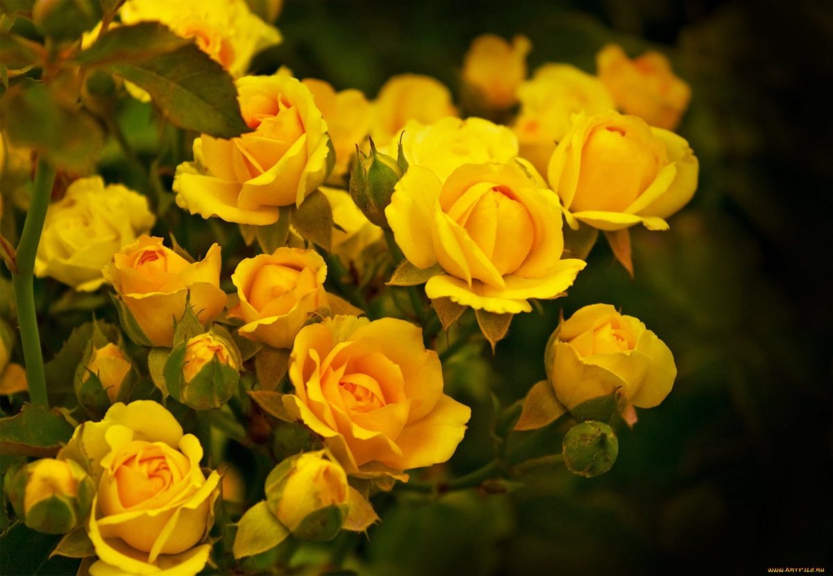 Красивая открытка с желтыми розами