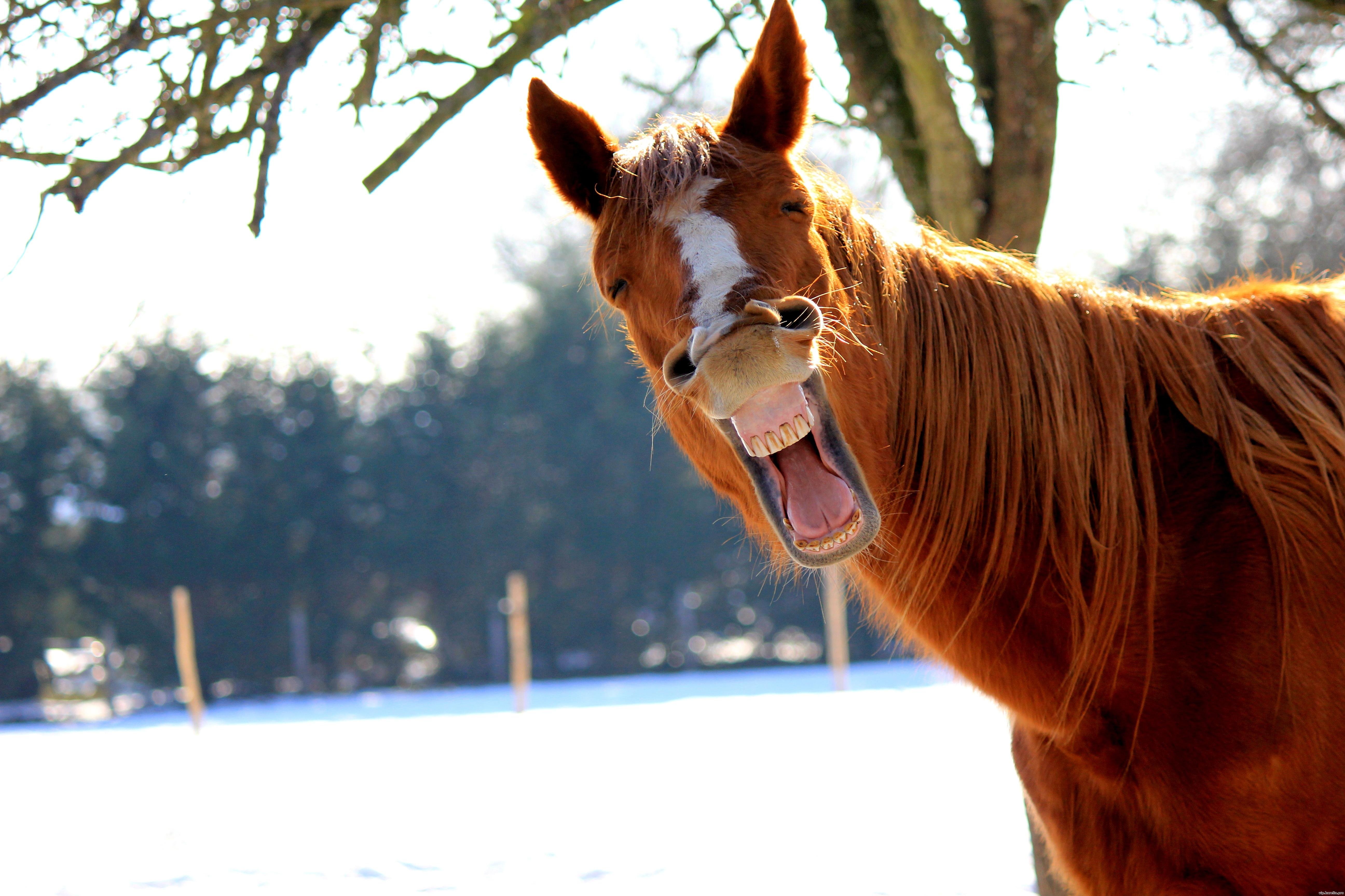 Настоящий плавно. Лошадь ржет. Конь смеется. Лошадь смеется. Забавные лошадки.