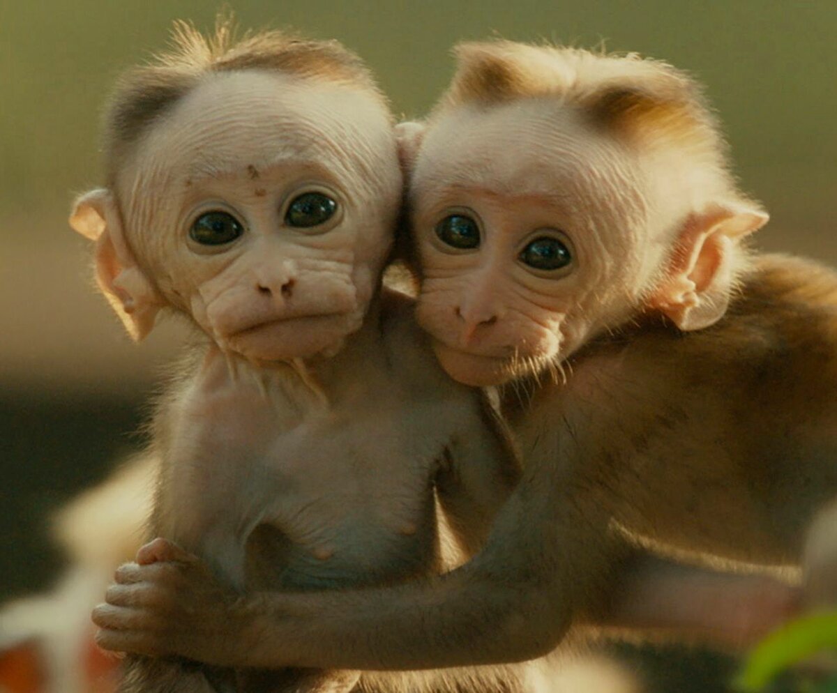 Маленькие смешные обезьянки
