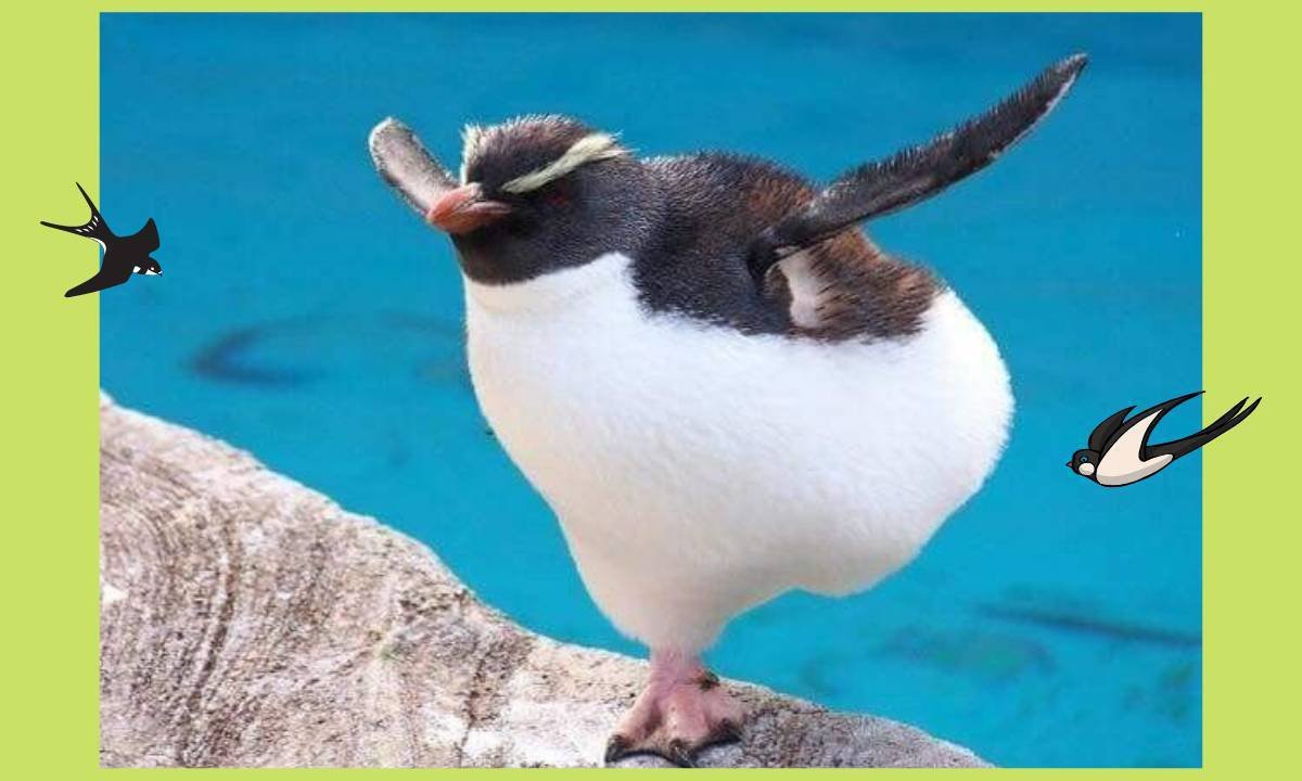 Смешной пингвин