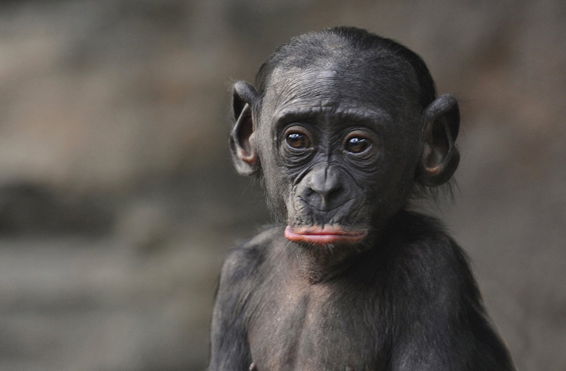 Жалок фото. Бонобо обезьяна. Смешные обезьянки. Грустная обезьяна. Грустная мартышка.